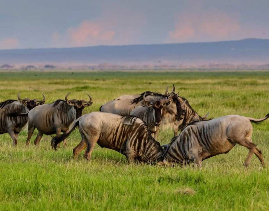 2 Days Rift Valley Lakes Escape
